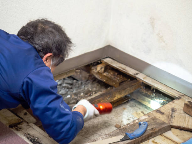 Best Same-Day Mold Removal  in University Of Lifornia Davis, CA