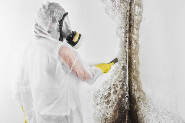 Best Toxic Mold Removal  in University Of Lifornia Davis, CA