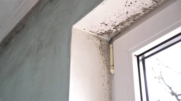 Best Commercial Mold Removal  in University Of Lifornia Davis, CA