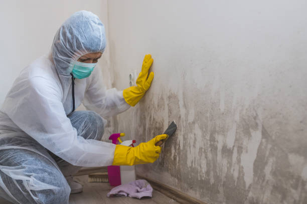 Home Mold Removal in University Of California Davis, CA