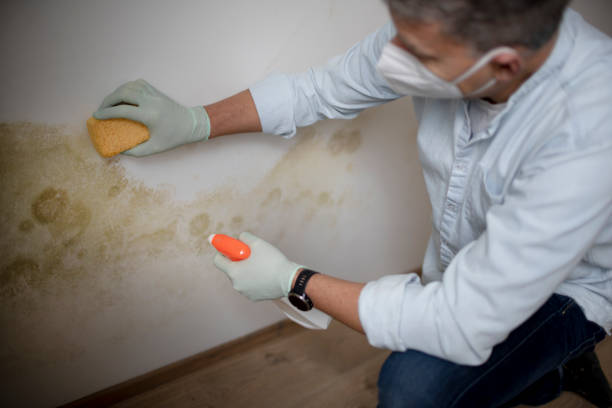  University Of Lifornia Davis, CA Mold Removal Pros