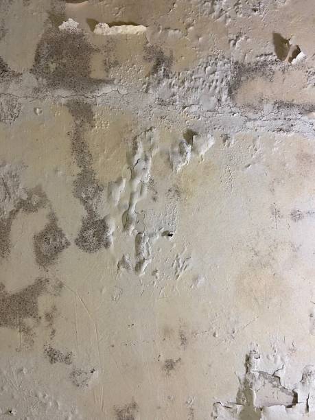 Best Mold Damage Repair  in University Of Lifornia Davis, CA
