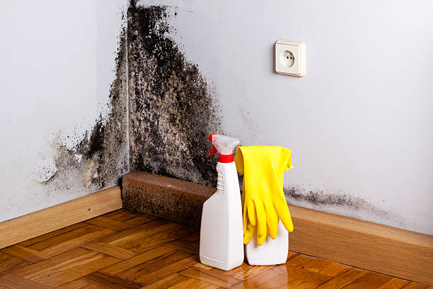 Best Mold Remediation  in University Of Lifornia Davis, CA