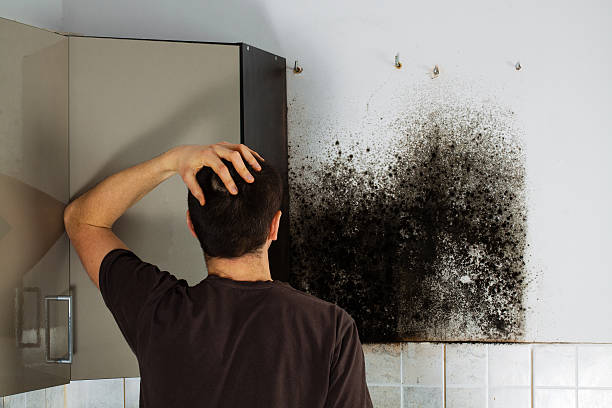 Professional Mold Removal in University Of California Davis, CA