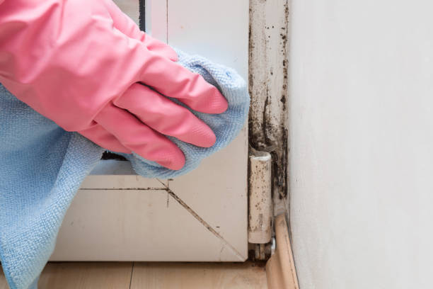 Best Mold Cleaning Services  in University Of Lifornia Davis, CA