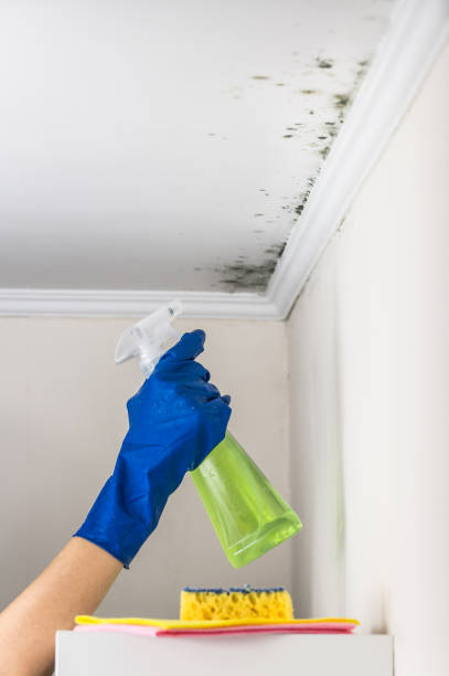 Best Mold Testing  in University Of Lifornia Davis, CA