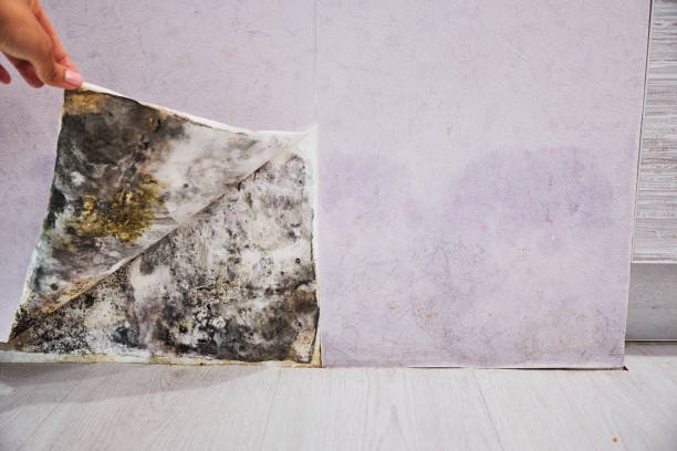Best Professional Mold Removal  in University Of Lifornia Davis, CA